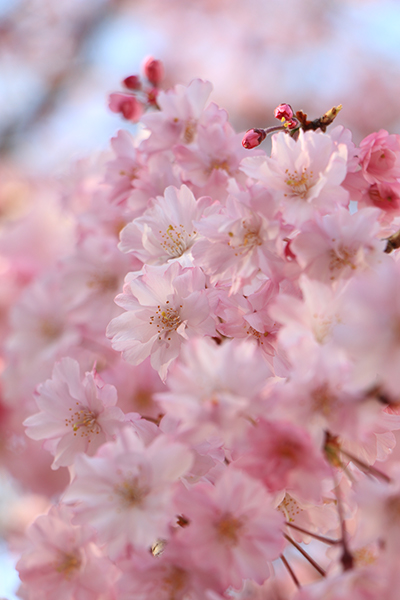 桜